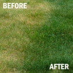 Before and after image showing the revitalization of a lawn.