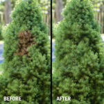 20-602 Grass and Shrub Renew 20-602 Grass and Shrub Renew